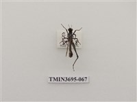 藏品(直翅目(3))的圖片